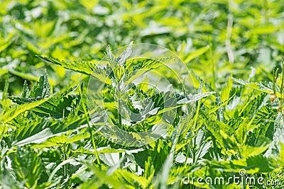 Wild nettle with lush green foliage Stock Photo
