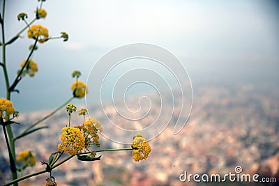 The plant and yellow flowers of Ferula against the blue sky and the hazy city landscape, Terracina, Lazio, Italy Stock Photo