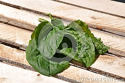 Plantago Stock Photo