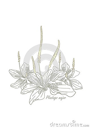 Plantago with flowers and leaves on a white background. Hand drawn vector illustration Vector Illustration