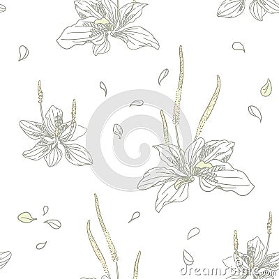 Plantago with flowers and leaves on a white background. Hand drawn vector seamless pattern Vector Illustration