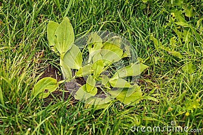 Plantago lanceolata. Family Plantaginaceae. Plantain flowering plant with green leaf Stock Photo