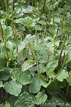 Plantago major plants Stock Photo