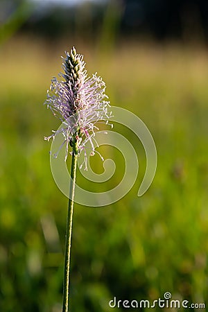 Plantago media, Hoary plantain, Plantaginaceae. Wild plant shot in spring Stock Photo