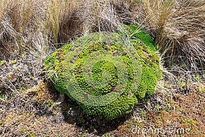 Plantago rigida. Cushion-forming plants of paramo Stock Photo