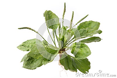 Plantain Stock Photo