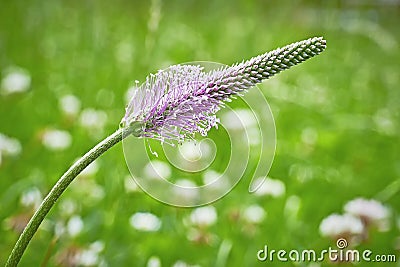 Plantain Stock Photo