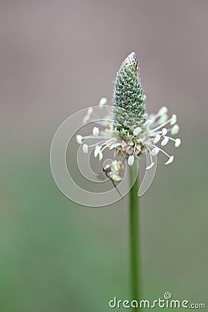 Plantain Flower Head Stock Photo