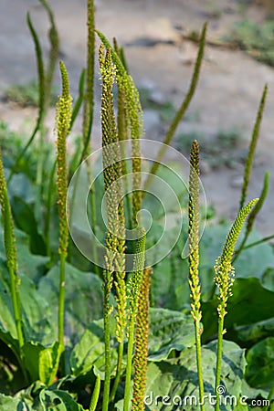 Plantain flowering plant with green leaf. Plantago major leaves and flowers, broadleaf plantain, white man's foot or Stock Photo