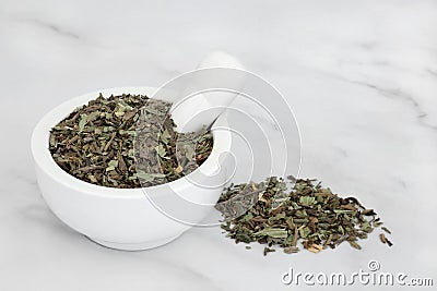 Plantain Herb Leaves Used in Herbal Medicine Stock Photo