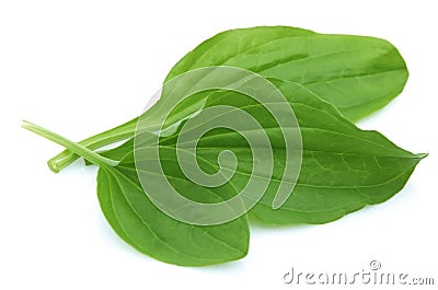 Plantain leaves Stock Photo