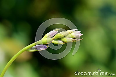 Plantain lily or Hosta foliage plant single upright scape full of small flower buds starting to open planted in local urban garden Stock Photo