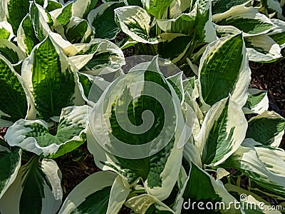 Plantain lily (hosta) 'Patriot' with dark green leaves adorned with irregular ivory margins Stock Photo