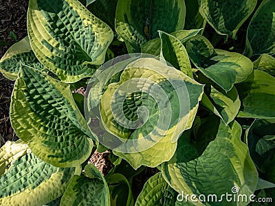 Plantain lily (hosta) x 'Wide Brim' forms attractive mound of broadly heart-shaped, dark green leaves Stock Photo