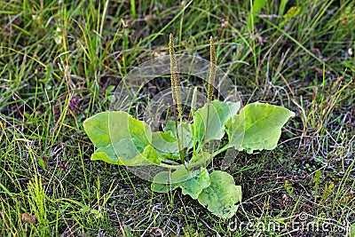 Plantain Stock Photo