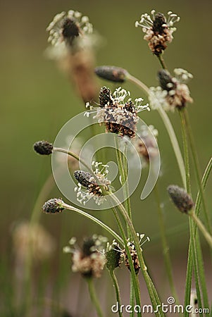 Plantain Plantago lanceolata Stock Photo