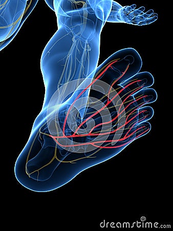 The Plantar Nerve Cartoon Illustration