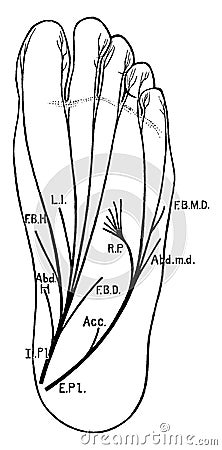 Plantar Nerves of the Foot, vintage illustration Vector Illustration
