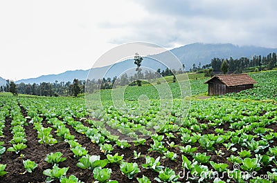 Plantation area on top of the hill Stock Photo