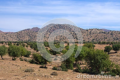 Plantation of argan trees, Morocco Stock Photo