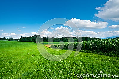 Plantation in Bavaria Stock Photo