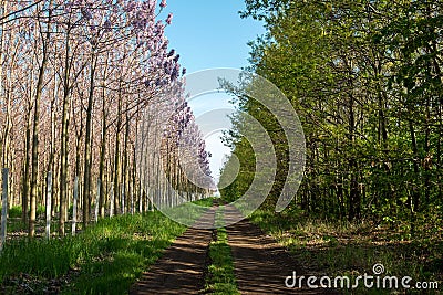 Plantation of blossoming Paulownia trees and country road Stock Photo