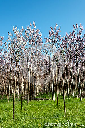 Plantation of blossoming Paulownia trees in the spring Stock Photo