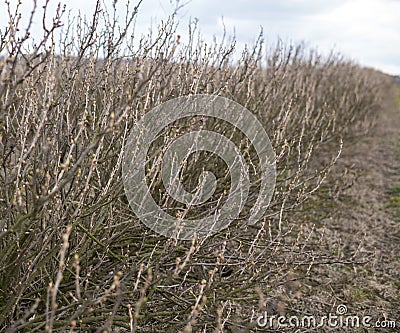 plantation of chokeberry bush after winter season Stock Photo
