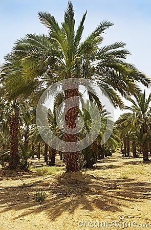 Plantation of date palms in Israel Stock Photo