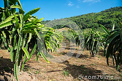 Plantation of Dragon fruit, Pitaya Stock Photo