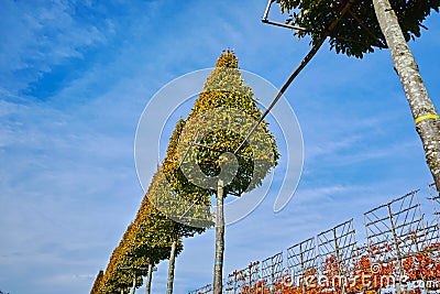 Plantation of high decorative cutted ornamental trees growing on Dutch nursery Stock Photo