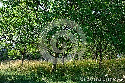 Plantation of high-quality PDO certified walnuts trees on foothills of Alps near Grenoble, France Stock Photo