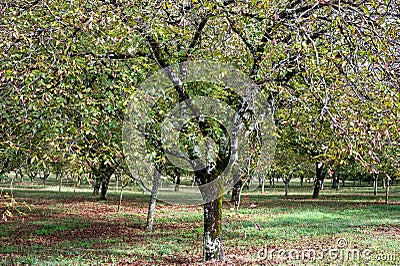 Plantation of high-quality PDO certified walnuts trees in Perigord Limousin Regional Natural Park, France in summer Stock Photo