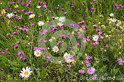 Plantation for insects, with pink lychnis, marguerites and hormon flowers Stock Photo