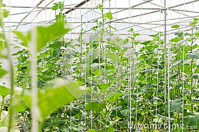 Plantation of melon in greenhouse. Stock Photo