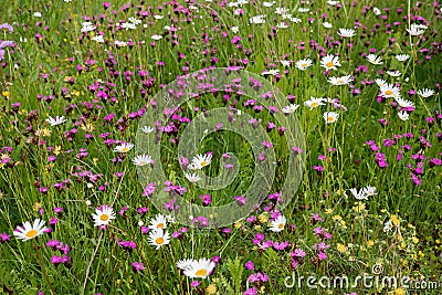 Plantation with pinks, marguerites, hormon flowers Stock Photo