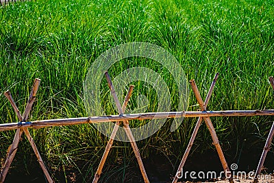 Plantation of tigernuts in Valencia with high green and tall grasses Stock Photo