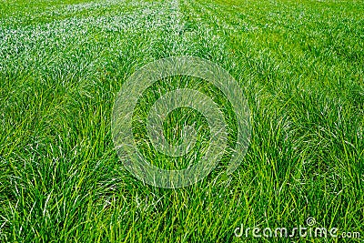 Plantation of tigernuts in Valencia with high green and tall grasses Stock Photo