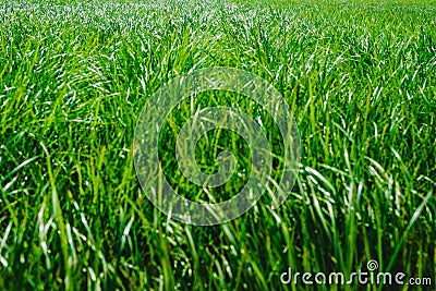Plantation of tigernuts in Valencia with high green and tall grasses Stock Photo