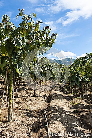 Plantation of tree tomatoes Stock Photo