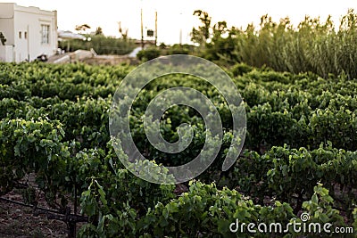 Plantation of vines on Crete, atmospheric evening in Greece Stock Photo