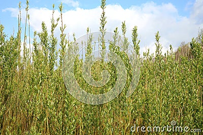 Plantation willow energy Stock Photo