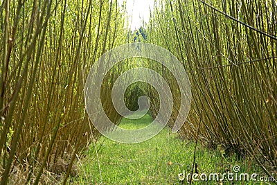 Plantation willow energy Stock Photo