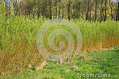 Plantation willow energy Stock Photo