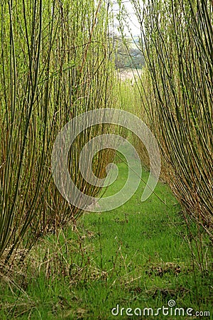 Plantation willow energy Stock Photo