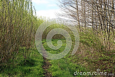 Plantation willow energy Stock Photo