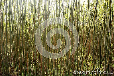 Plantation willow energy Stock Photo