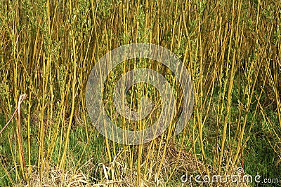 Plantation willow energy Stock Photo