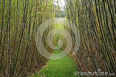 Plantation willow energy Stock Photo