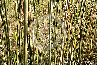 Plantation willow energy Stock Photo